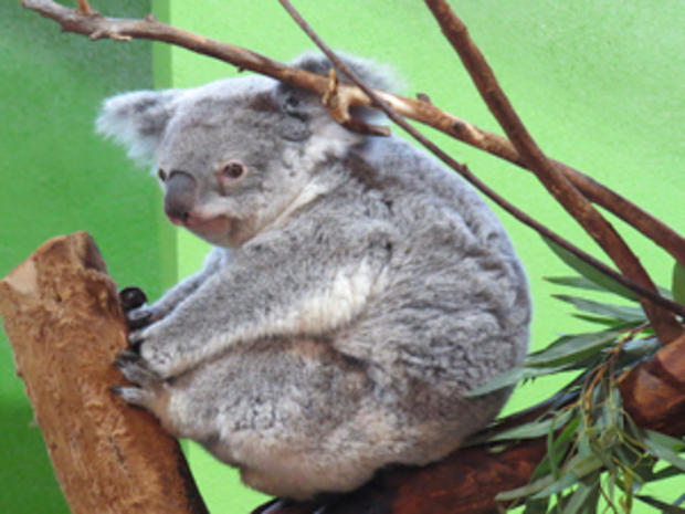 Koala, Riverbanks Zoo and Garden (credit: Randy Yagi) 