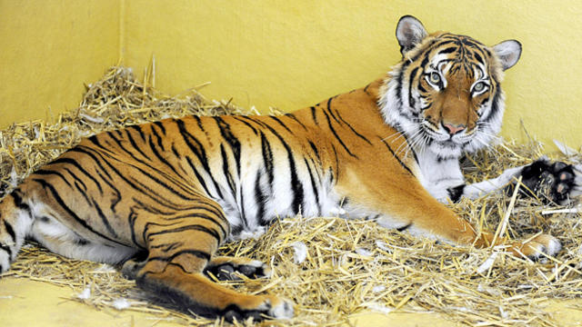 malayan-tiger.jpg 