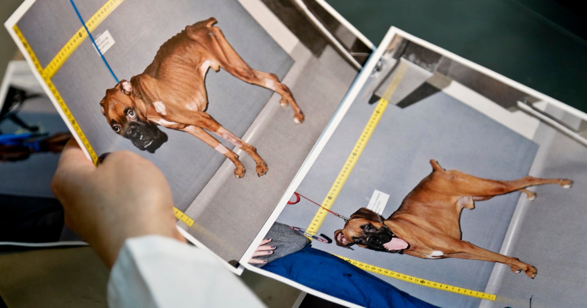 CSI vets battle pet abuse