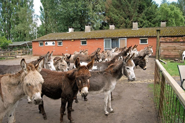 donkey-farm.png 