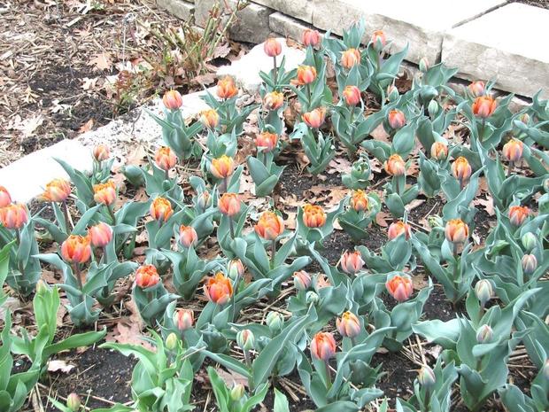 Minnesota Landscape Arboretum - Spring Bulbs 