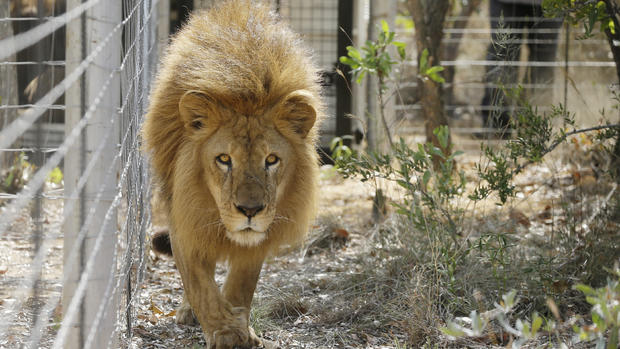 Rescued circus lions airlifted to South Africa 