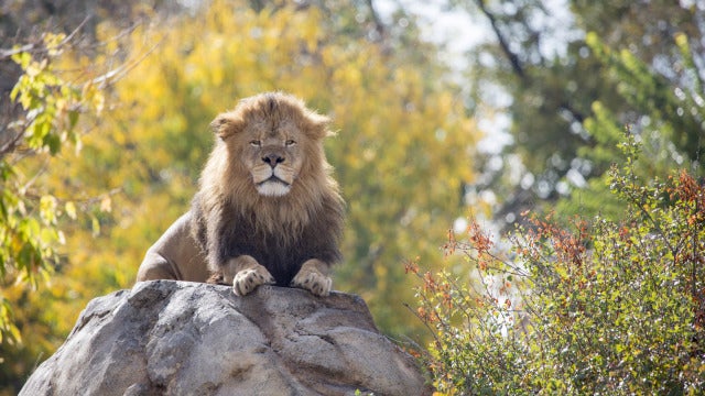 20151023lion-sangofall-foliage438cb.jpg 