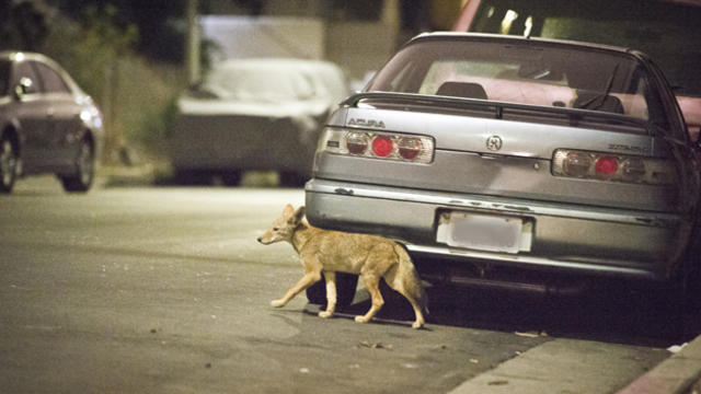 coyote-pup-walking.jpg 