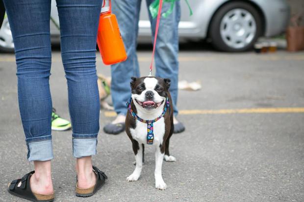 Boston Terrier at Pups and Pints 