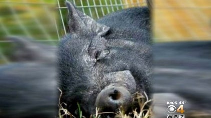 pig.jpg 