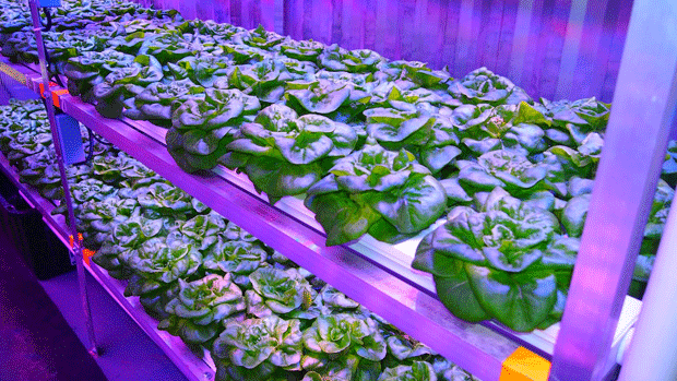 lettuce2.gif 