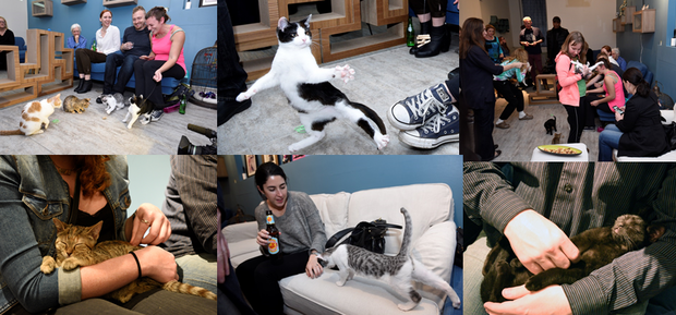 Brooklyn Cat Cafe Photos: Jill Nelson 