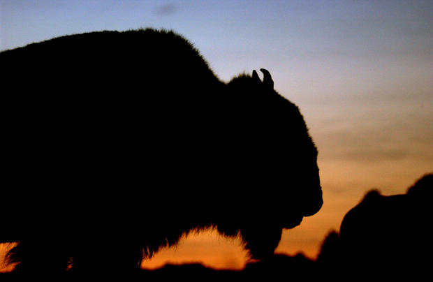 Bison roam the Black Hills of South Dakota 