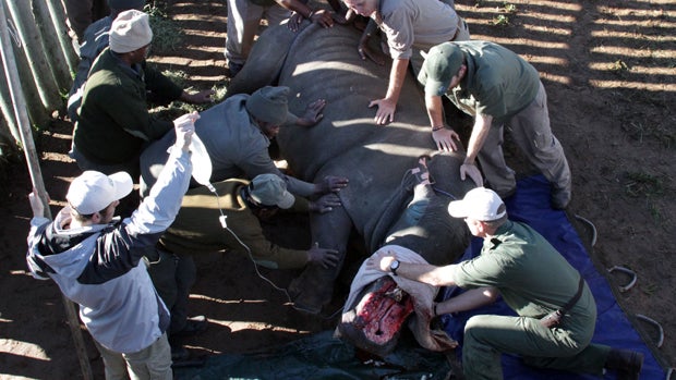 Hope, a rhino survivor, is turned during surgery June 8, 2015, at Shamwari Game Reserve near Port Elizabeth, South Africa. 