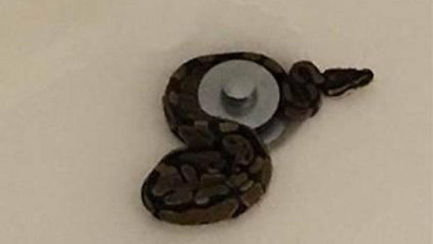 Snake in Bathtub 