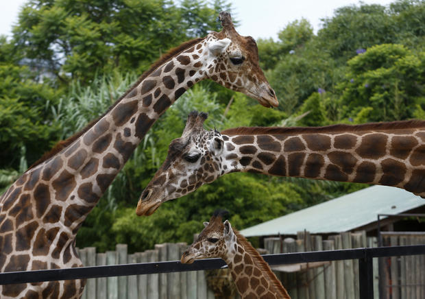 giraffes1.jpg 