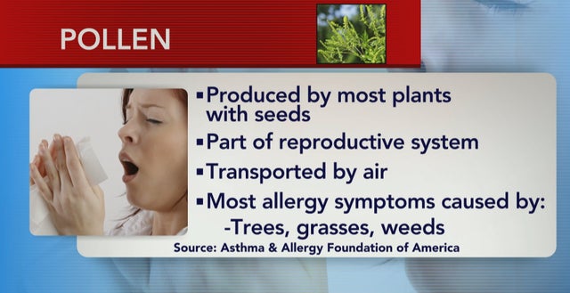 What you should know about pollen and seasonal allergies - CBS News