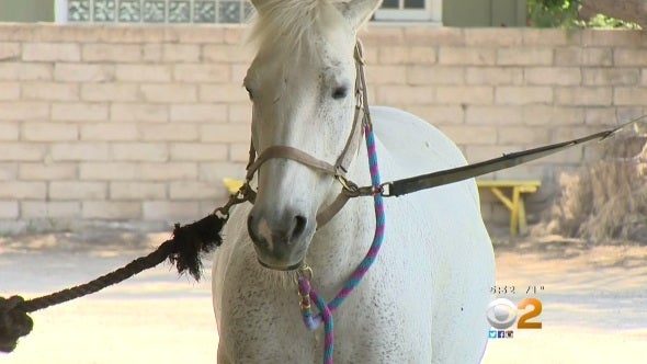horse.jpg 