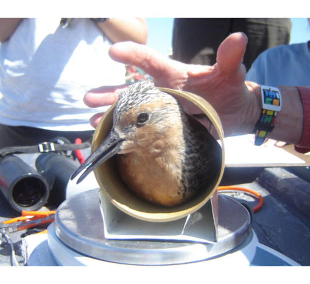 red knot being weighed 