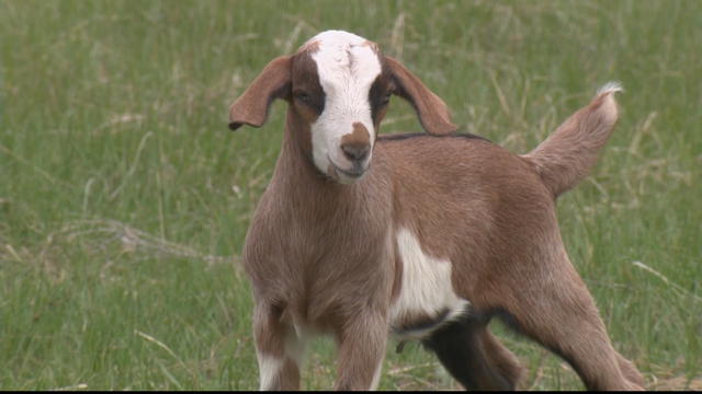 stolen-baby-goats-5.jpg 
