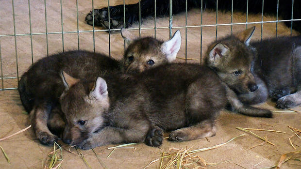Wolf Puppies 