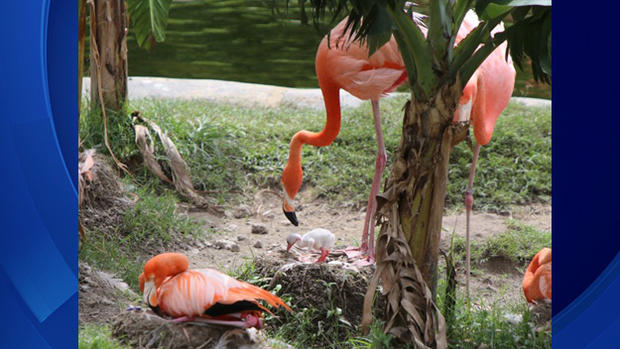 Jungle Island Flamingo / Flamingos 