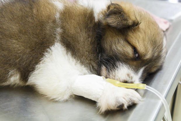 The 7 foods most likely to make your pet sick 