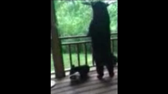 black-bear-on-porch.jpg 