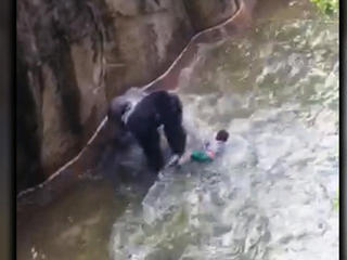 Harambe lives: Killed zoo gorilla gets a second life online - CBS News