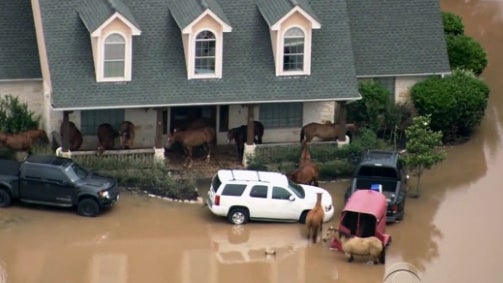 horses.jpg 