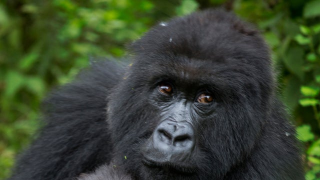 Critically endangered species and beloved animals at risk 