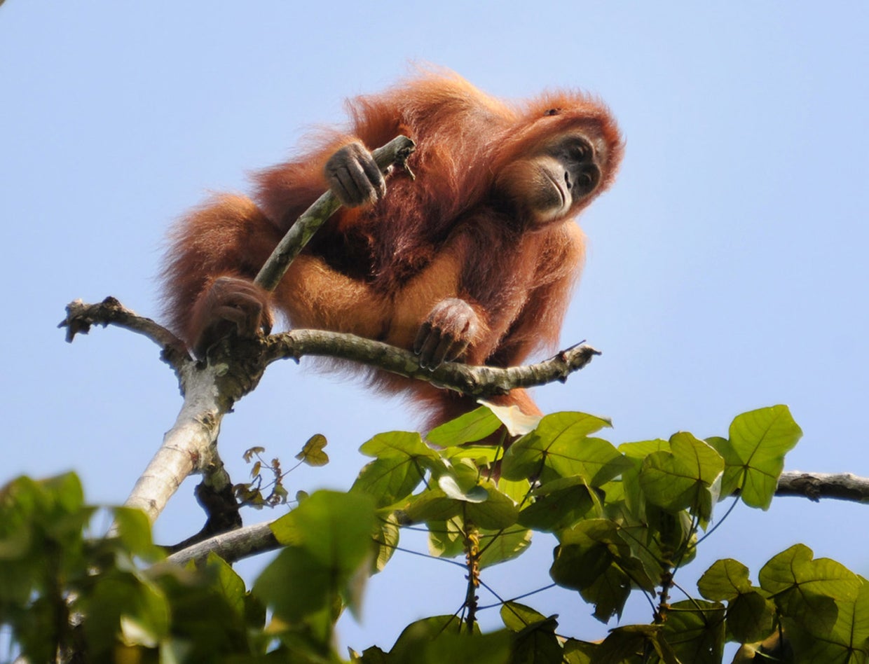 Critically endangered species and beloved animals at risk