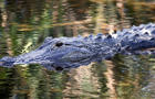 An alligator swims in the waters at Wakodahatchee Wetlands in Delray Beach, Florida, on April 21, 2016. 