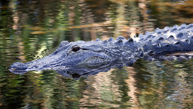 An alligator swims in the waters at Wakodahatchee Wetlands in Delray Beach, Florida, on April 21, 2016. 