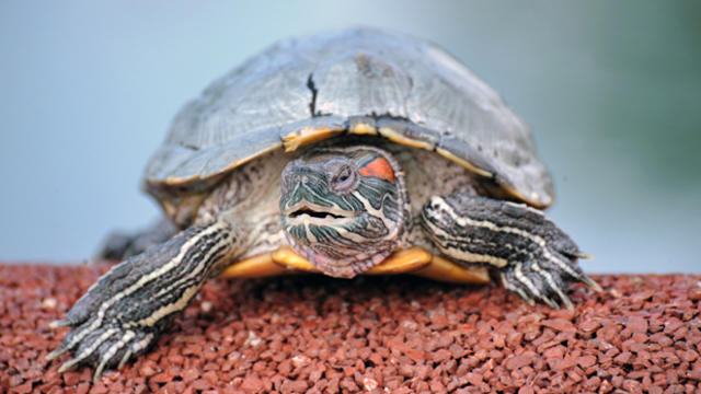 A common snapping turtle with its back shell painted in silver is seen climbing out of the pond at a park in Singapore on July 1, 2012. 