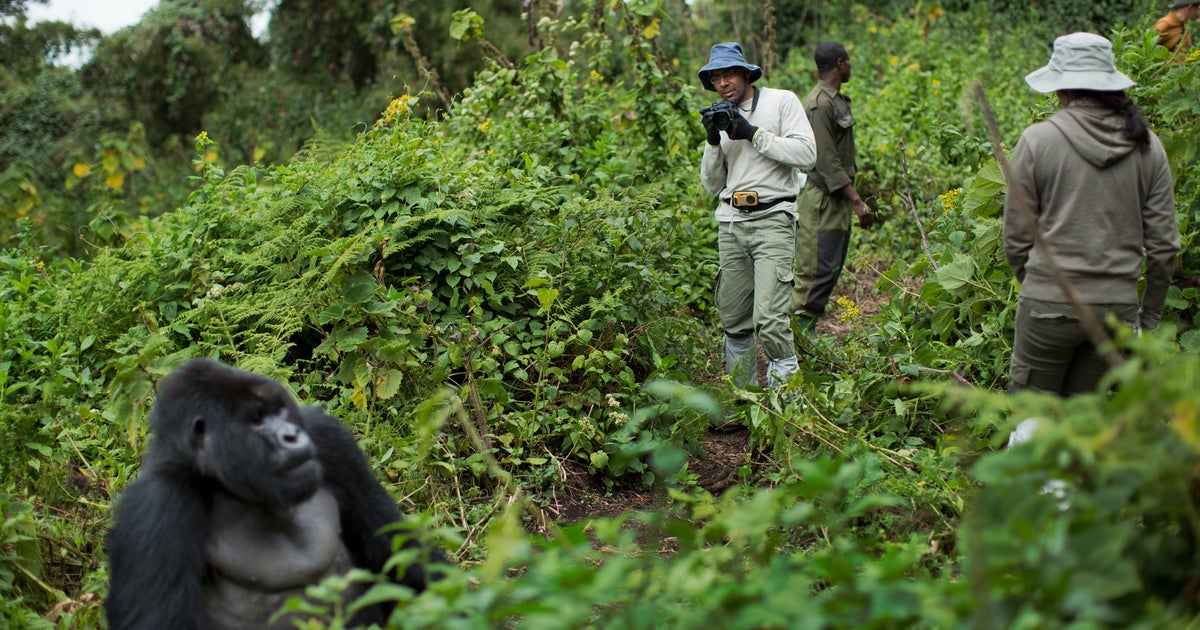 Tourists Get Close But Not Too Close To Gorillas In Africa Cbs News