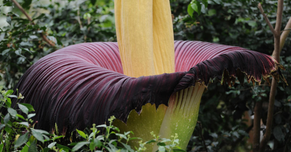 Legendary Corpse Flower To Bloom At Phipps Conservatory - CBS Pittsburgh