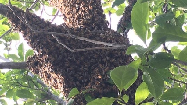 bees louisville 