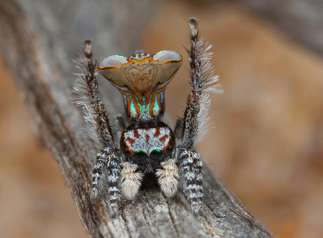 Jumping spiders - The Australian Museum