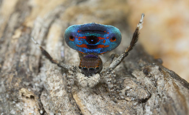 peacock spider wallpaper