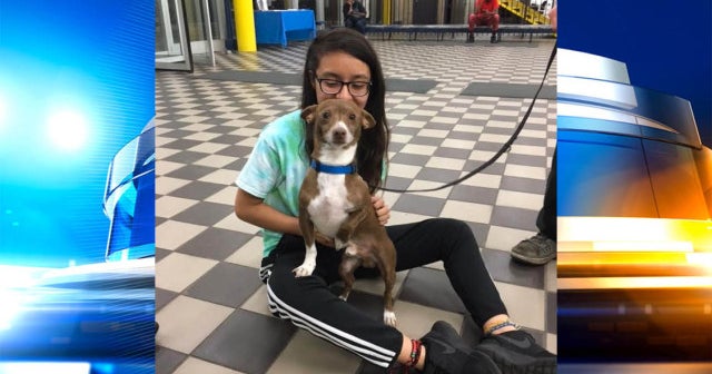 Four years later, Chicago family reunited with lost dog - CBS News