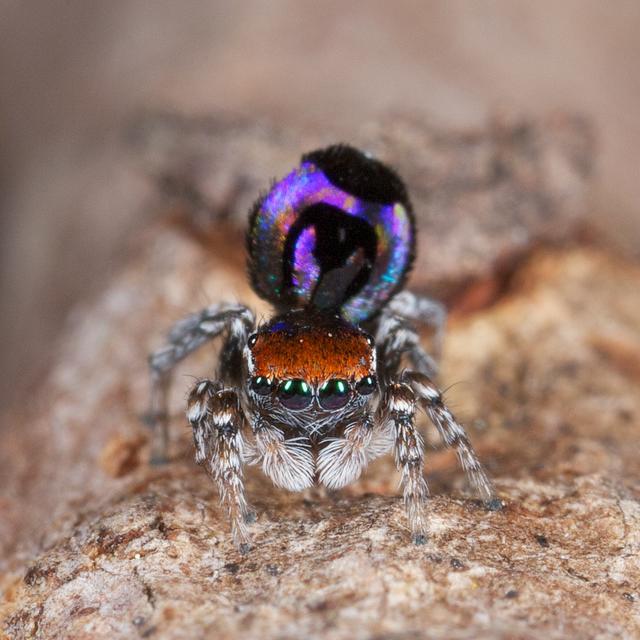peacock jumping spider