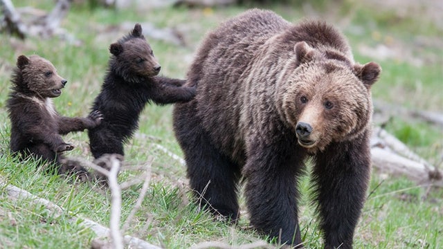 obsidian-sow-grizzly-bear-with-two-cubs-yellowstone-660.jpg 