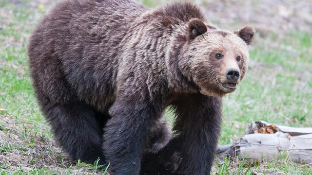 obsidian-sow-grizzly-bear-yellowstone.jpg 