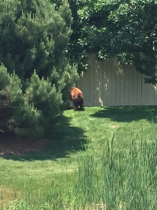 bear in neighborhood 