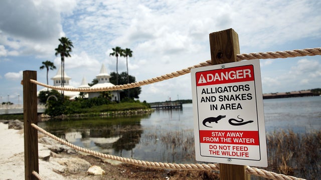 disney-alligator-signs.jpg 