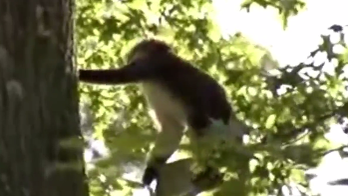 monkeyspringfield.png 
