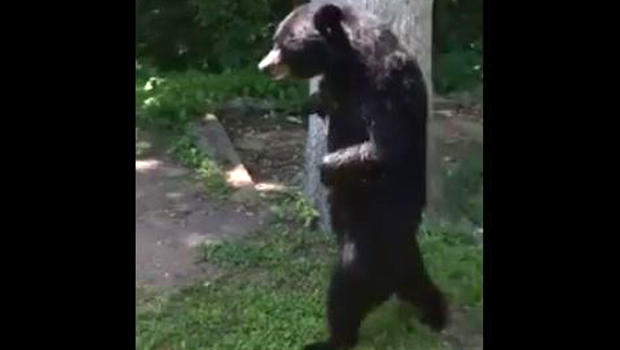 ​A New Jersey bear known as Pedals for walking on its hind legs was seen in Oak Ridge on June 20, 2016, in this image capture from video posted to Facebook. 
