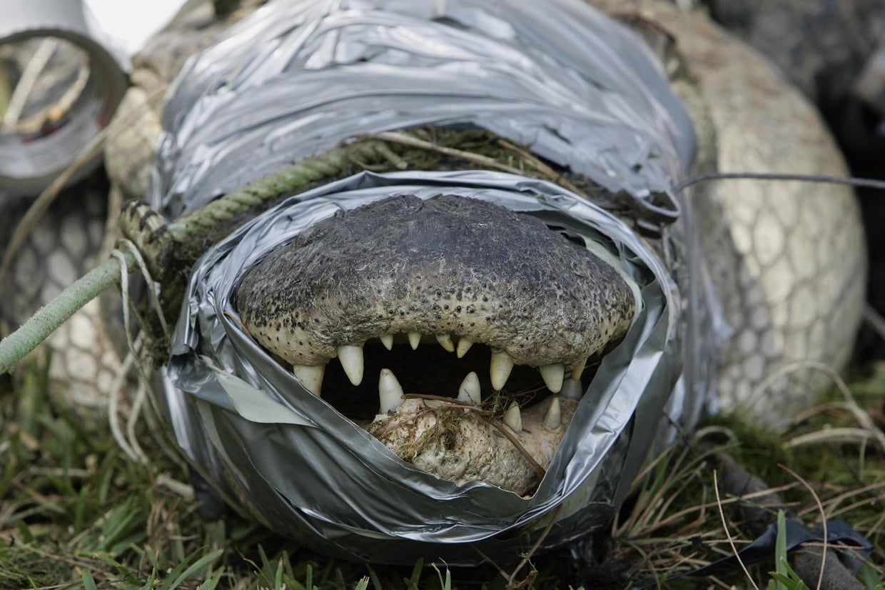 Alligator attacks