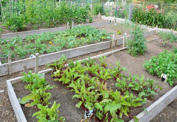 community gardens 