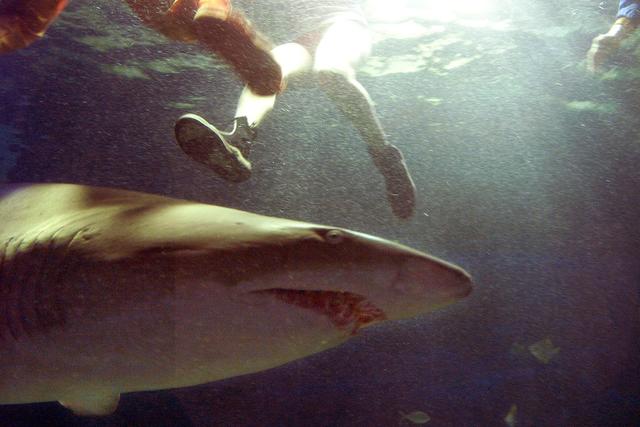 shark attack wounds