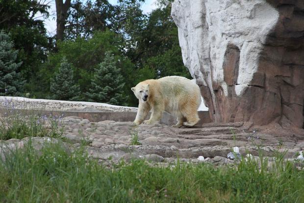 polar bear Detroit Zoo 
