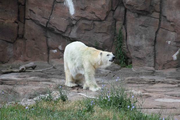 Detroit zoo polar bear 