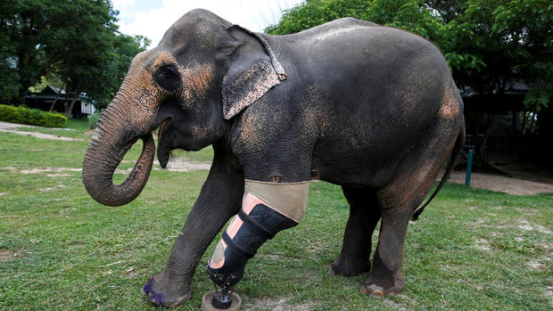 Elephant landmine victims get a new lease on life with prosthetic limbs 